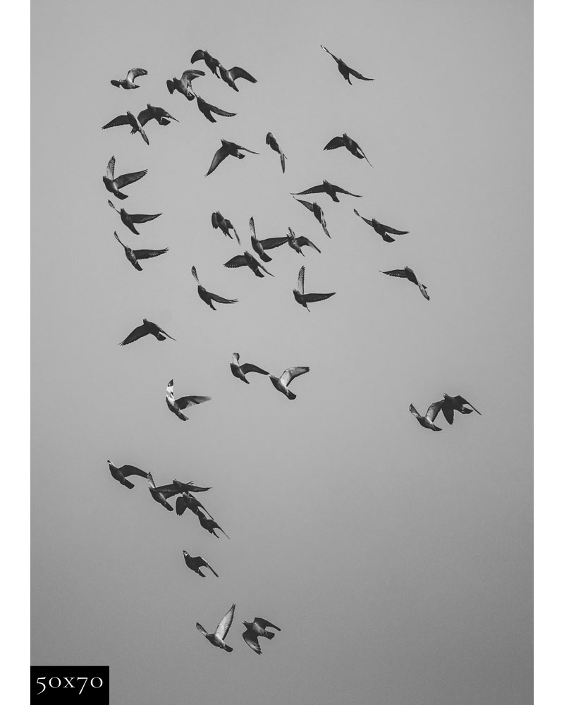Lámina Palomas - Imagen 3